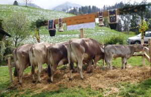 Pasoa Della Torre Josef Sachseln